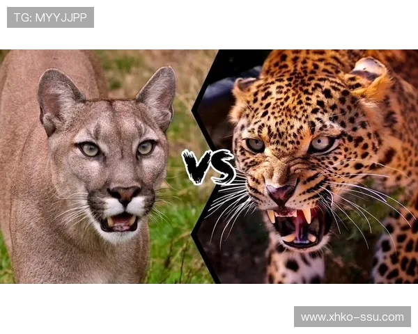 来昂与美洲狮的实力对决谁将赢得这场动物王国的巅峰之战